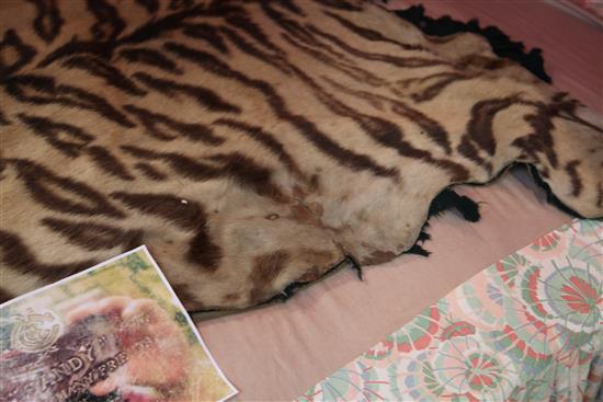 A tiger skin rug